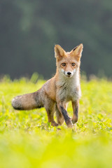 Young fox in its natural habitat in a summer meadow