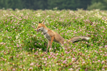 Naklejka na ściany i meble Jumping young fox in its natural habitat in a summer meadow
