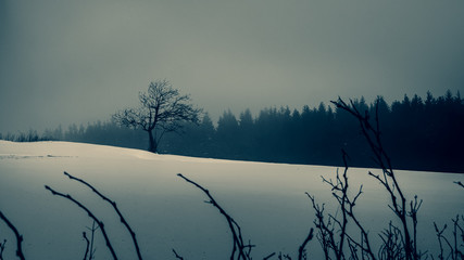 A lone tree standing on a hill surrounded by snow and dark clouds in the sky. Enlightened by a ray of light.
