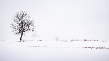 Beautiful winter landscape with a lone tree standing skyline in front of a white sky.