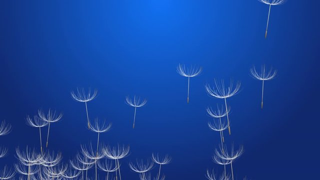 4k Abstract 3d dandelion plant seeds umbrella space particle design romance wind blowing art background.