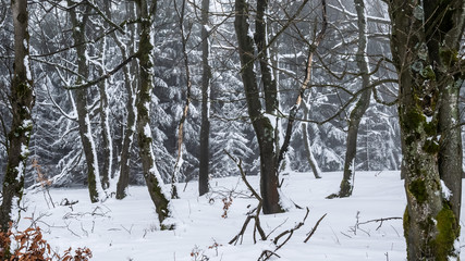 Winter scene in a young forest covered in snow.