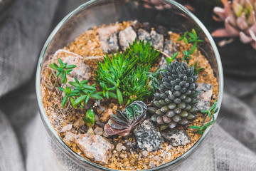 Houseplants. Florarium vase with succulent plants. 