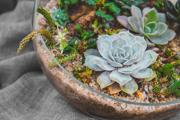 Florarium vase with succulent plants. Houseplants in home decor.