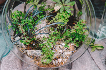 Mini garden in glass florarium. Houseplants.