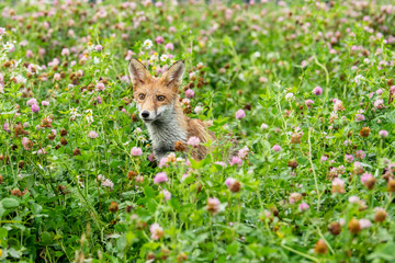 Naklejka na ściany i meble Young fox in its natural habitat in a summer meadow