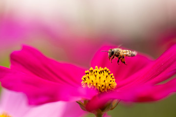 The macro or closed up of small bee getting nectar from the yellow pollen of cosmos flower in the green garden with flare in the sunny day.