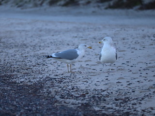 Möwen an der polnischen Ostsee