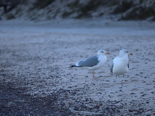 Möwen an der polnischen Ostsee