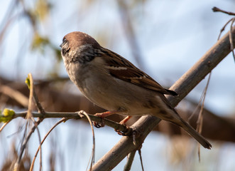 Sparrow on a tree branch against the blue sky