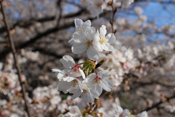 桜