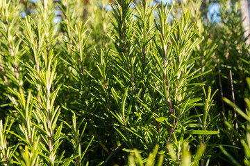 closeup of green plants in the winter
