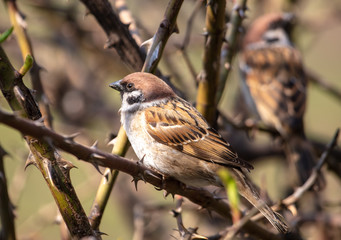 Sparrow on a branch in the spring