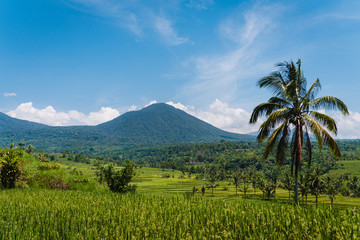 Obraz premium Green landscape of rice terraces with the view on the volcano mountain in Bali
