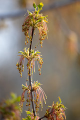 Drop bud on a tree branch in spring