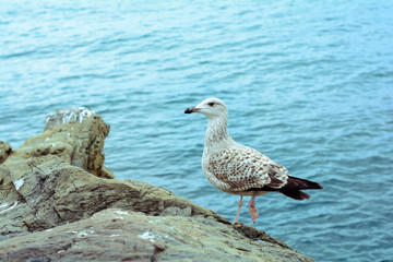 seagull on rock