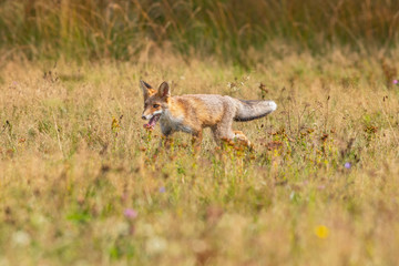Young fox in its natural habitat in a summer meadow