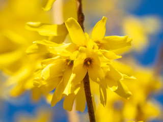Yellow flower on a background of blue sky in spring