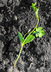 Watermelon seedlings in the ground in spring