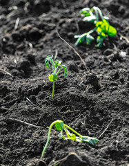 Watermelon seedlings in the ground in spring