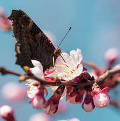Butterfly on flowers on a tree in spring