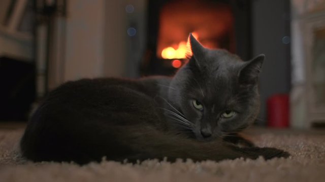 Pet cat licking (cleaning) itself then Yawning in front of the fire. The Grey kitty is on the rug. Stock Video Clip Footage