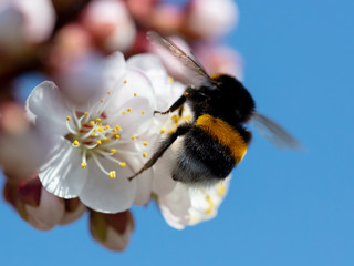 A bee collects honey from a flower in spring