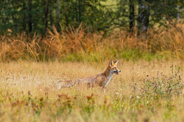 Young fox in its natural habitat in a summer meadow