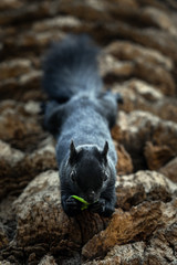 Time for lunch for this tiny black squirrel!