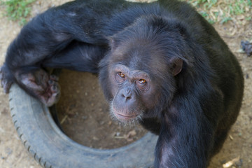 Chimpanzee, chimp, monkey