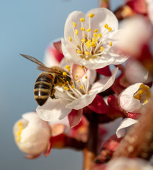 Fototapeta na wymiar A bee collects honey from a flower in spring