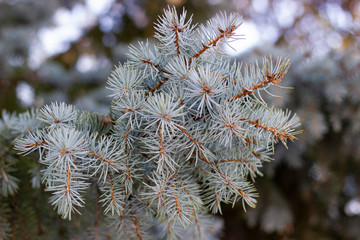 Blue spruce, green spruce, blue spruce, with the scientific name Picea pungens, is a species of spruce tree. Selective focus.