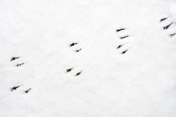 Bird Prints in Frozen Snow