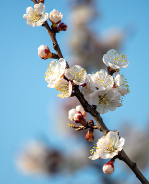 Fototapeta Apricot flowers on a background of blue sky in spring