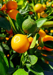 Ripe tangerines on a tree in the park