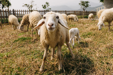 Naklejka na ściany i meble Sheep, sheep farm in the mountain, Beautiful countryside farm village