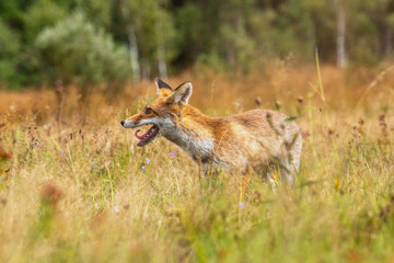 Young fox in its natural habitat in a summer meadow
