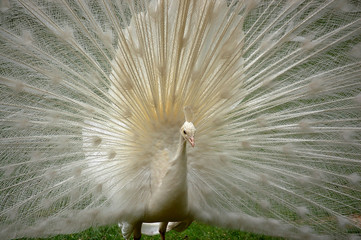 White peacock shows its tail - Front view