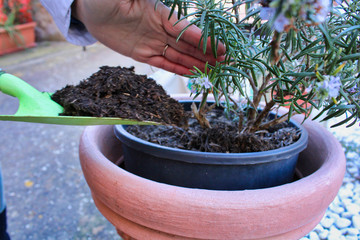 plant in a pot