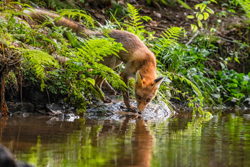 Drinking young fox in its natural habitat in a forest with river