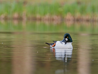 Male common goldeneye on the water. The common goldeneye (Bucephala clangula) is a medium-sized sea duck. 