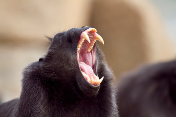 Crested black macaque, macaque in captivity teeth
