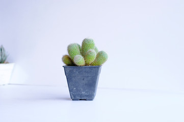 cactus isolated on white background