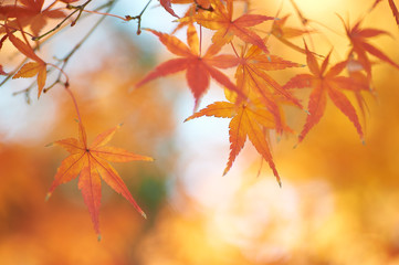 新宿御苑・12月−2