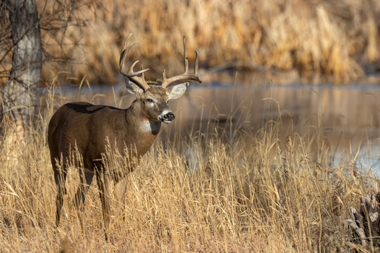 Buck Whitetail Deer in Colorado in Autumn
