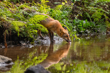 Drinking young fox in its natural habitat in a forest with river
