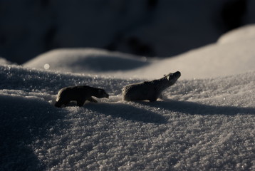  figures of polar bears in the snow