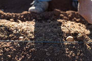 farmer sowing potatoes in his garden