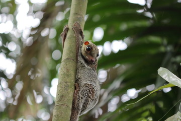 Colugo, flying lemur in the wilderness