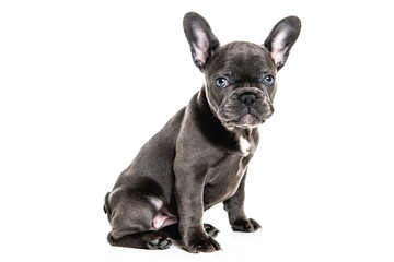 Black French bulldog puppy over a white background